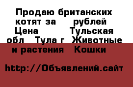 Продаю британских котят за 100 рублей › Цена ­ 100 - Тульская обл., Тула г. Животные и растения » Кошки   